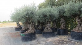 Oliva europaea bonsai